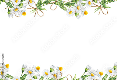 Watercolor white daisy seamless border isolated. Chamomile. Beauty products and botany set, cosmetology and medicine. For designers, spa decoration, postca