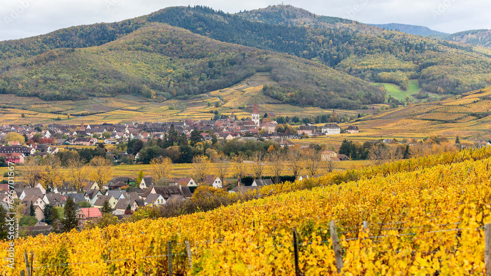 A beautiful colored vineyards in autumn in Kaysersberg in France