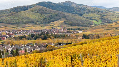 A beautiful colored vineyards in autumn in Kaysersberg in France