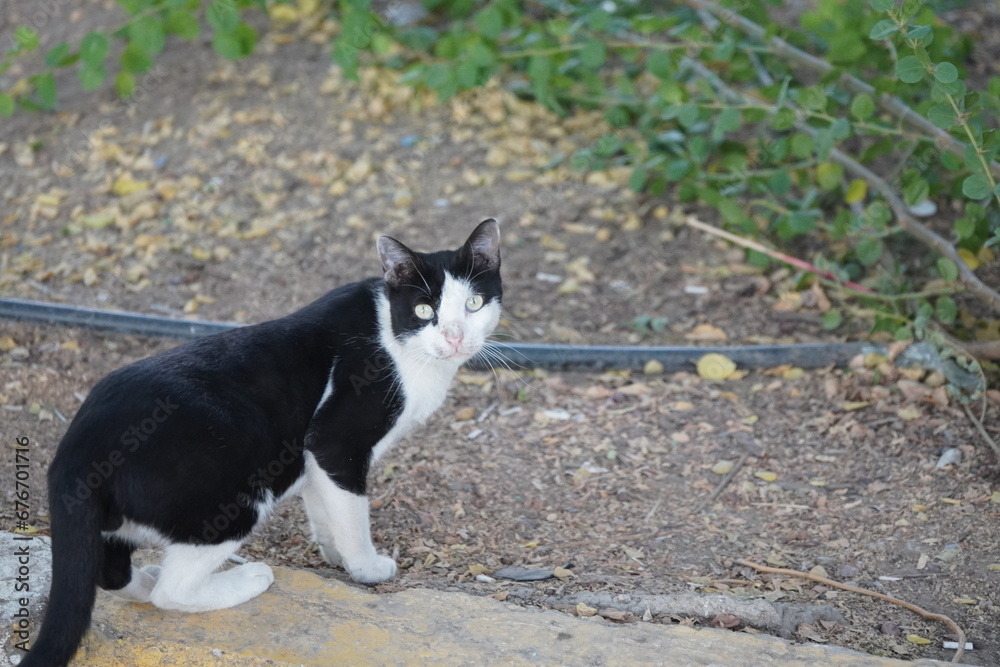 black and white cat black and white cat