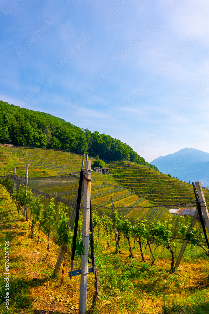 Naklejka premium Vineyard with Mountain View and Cypress Tree in Morcote, Ticino, Switzerland.
