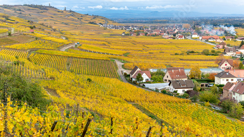 Fototapeta Naklejka Na Ścianę i Meble -  A beautiful colored vineyards in autumn in Kaysersberg in France