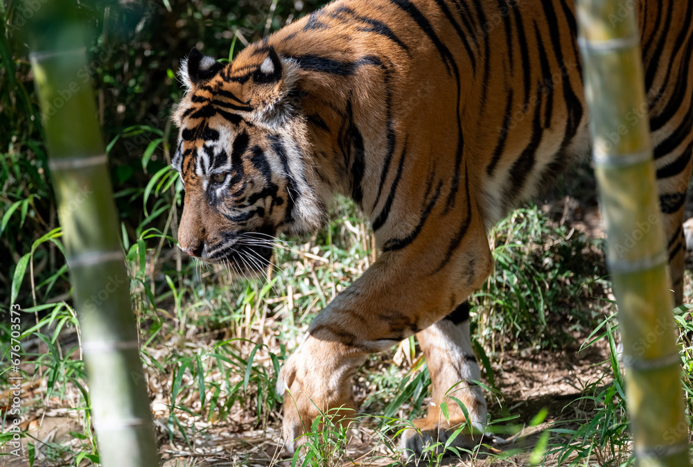 Obraz premium 歩くトラ スマトラトラ