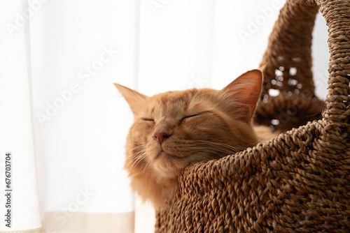 Fototapeta Naklejka Na Ścianę i Meble -  のんびり過ごす猫　茶トラ猫