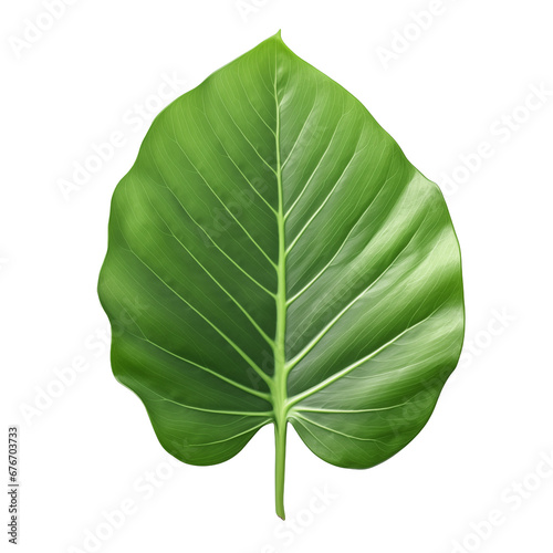 Leaf of tropical monstera plant isolated on white