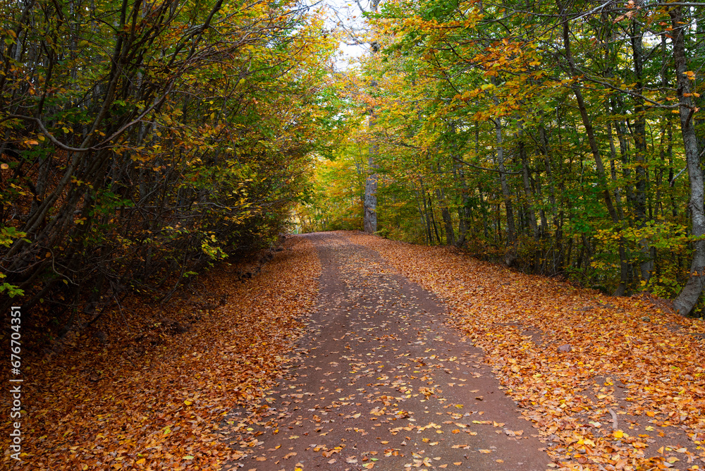 Naklejka premium Autumn forest road. View of autumn forest road with fallen leaves Fall season scenery. Epirus Greece