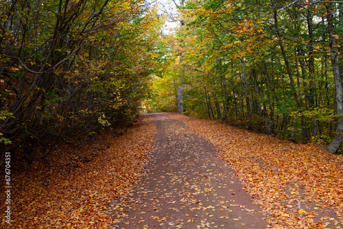 Autumn forest road. View of autumn forest road with fallen leaves Fall season scenery. Epirus Greece