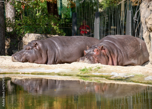  two hippopotamuses lying on the embankment of a pond in sunshine in an animal garden