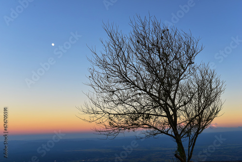 silhouette of tree witch sunrise. © Sanit