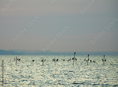Cormorants hang on poles in the sea at dusk