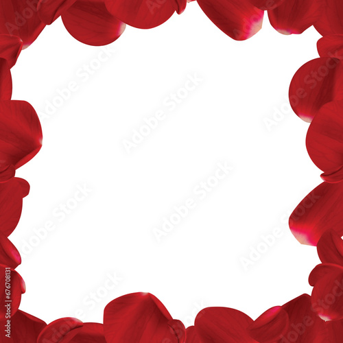 Red rose petals on white background.