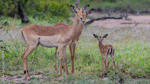 a newborn impala lamb with an impala ewe