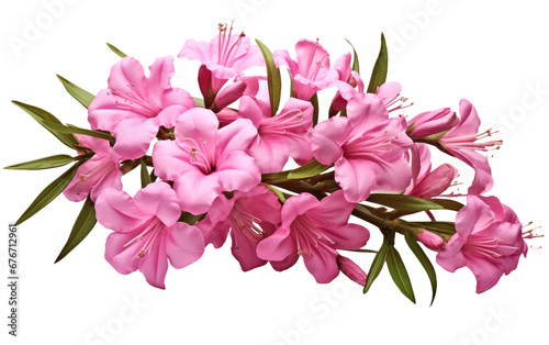 Digital Realism in Opulent Oleander Imagery on a Clear Surface or PNG Transparent Background.