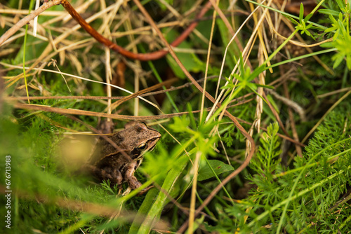 frog on the grass