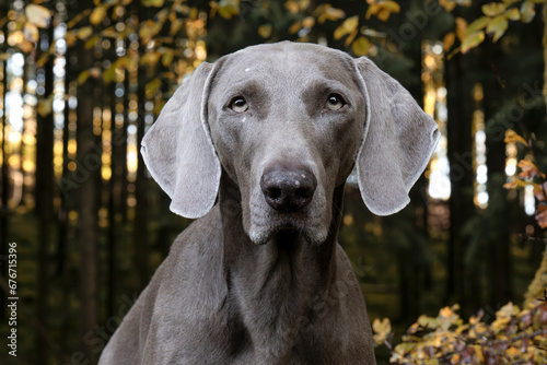 Weimaraner