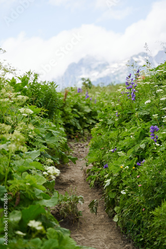 A colourful path drowning in high greenery in front of the mountains.