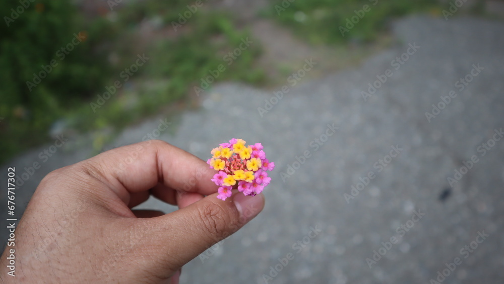 Lantana camara, the smell flora but it have many function as herbal medicine Lantana camara, the smell flora but it have many function as herbal medicine