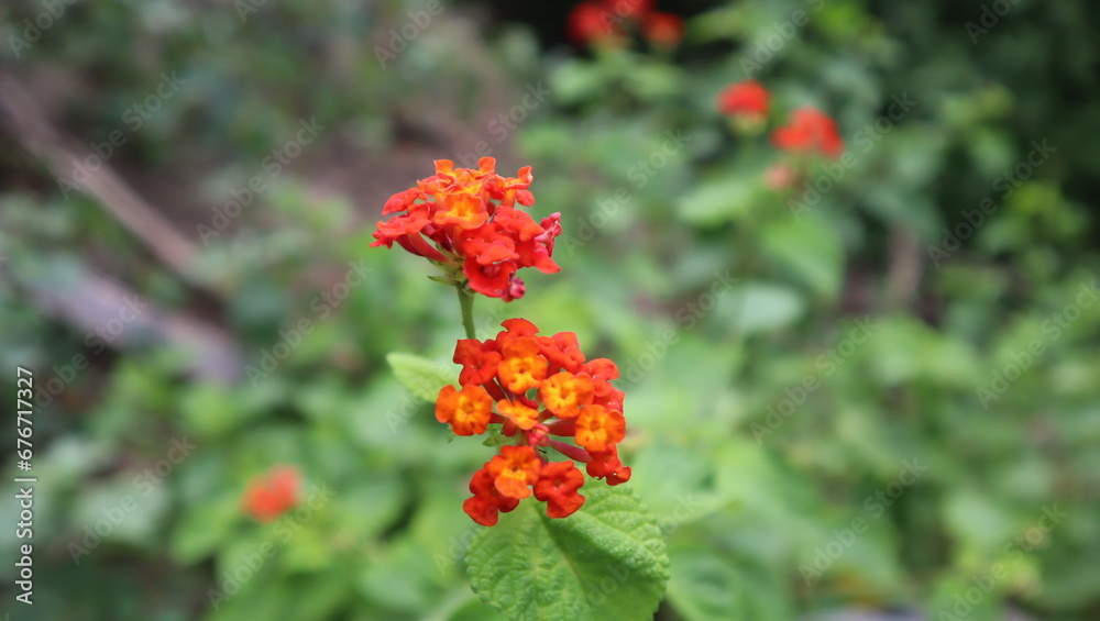 Lantana camara, the smell flora but it have many function as herbal medicine Lantana camara, the smell flora but it have many function as herbal medicine