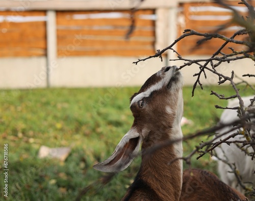 deer in the zoo