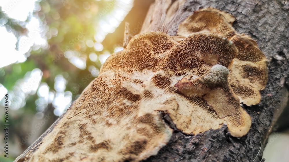 Wood fungus attached to an old tree trunk with optical flair in the background