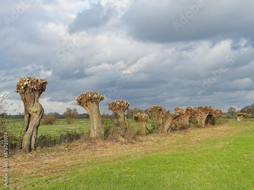 A row of recently pollarded willows in a Dutch meadow landscape.
