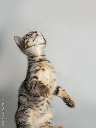 portrait of a little kitten with a white background © fusionistdesign