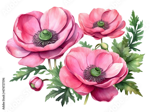 Watercolor of pink Anemone flowers arrange in bouquet. Flower for wedding deco. Element for graphics decoration. 