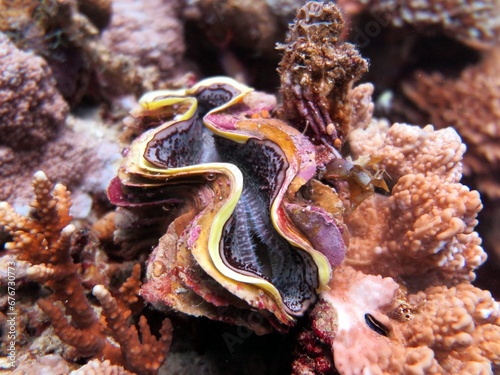 Red sea colorful giant clam shells