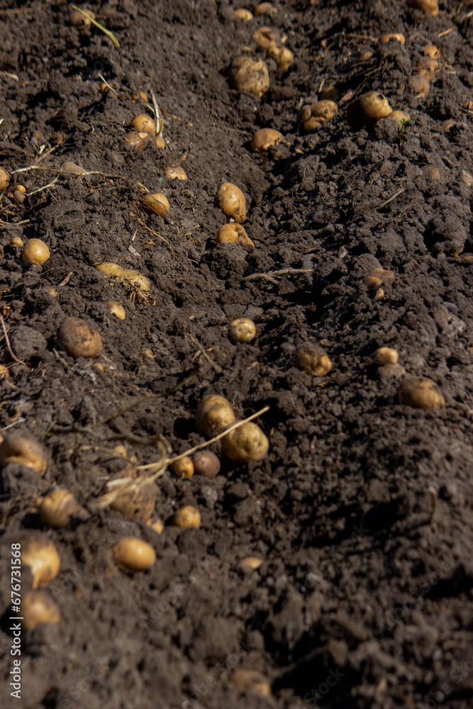 potatoes on the farm. Harvesting organic potatoes. potatoes on the farm. Harvesting organic potatoes.