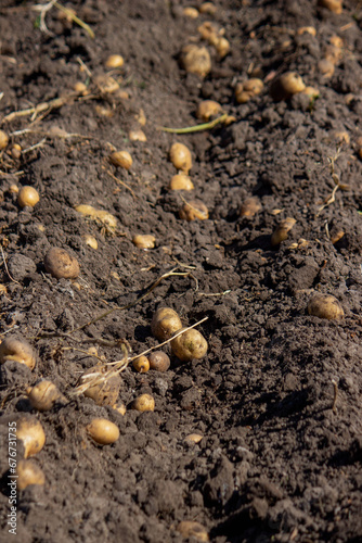 potatoes on the farm. Harvesting organic potatoes.