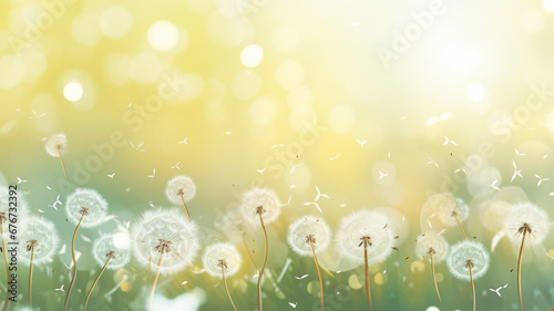 Spring Background with White Dandelion © BornHappy