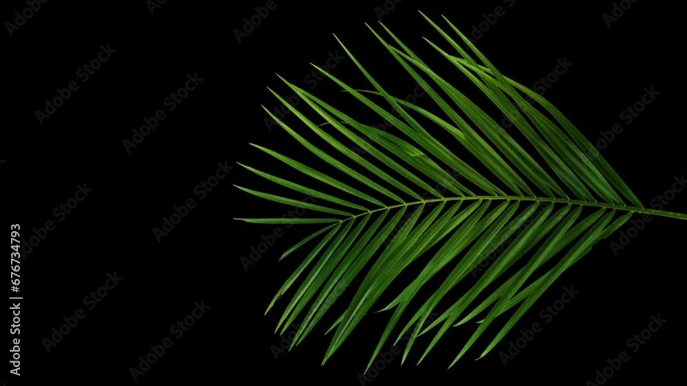 green palm leaf from above isolated on transparent background, top view palm tree cutted out for overlay texture decoration template, slow motion wind with alpha channel