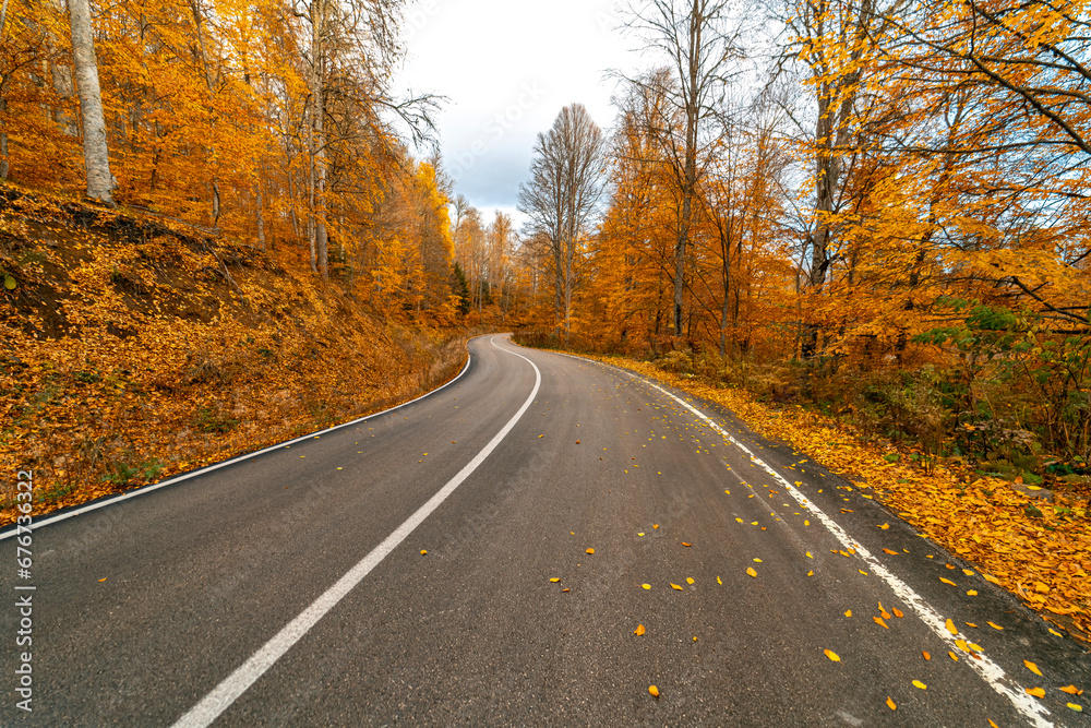Asphalt road filled with fallen leaves from the trees of the yellow and orange forest in autumn season. Asphalt road filled with fallen leaves from the trees of the yellow and orange forest in autumn season.