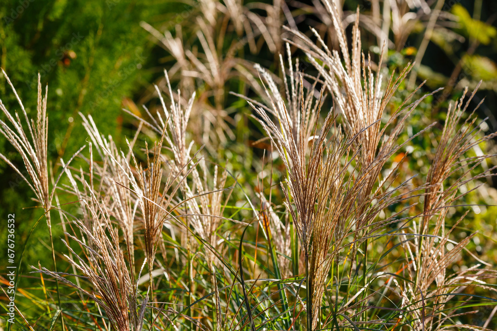 Miscanthus , or fan grass ( lat. Miscánthus ) is a genus of perennial herbaceous plants. Decorative grasses and cereals in landscape design Miscanthus , or fan grass ( lat. Miscánthus ) is a genus of perennial herbaceous plants. Decorative grasses and cereals in landscape design