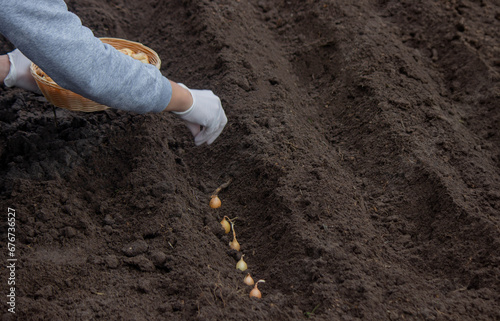 A woman plants onions on a farm. Selective focus.