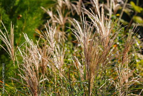 Miscanthus , or fan grass ( lat. Miscánthus ) is a genus of perennial herbaceous plants. Decorative grasses and cereals in landscape design