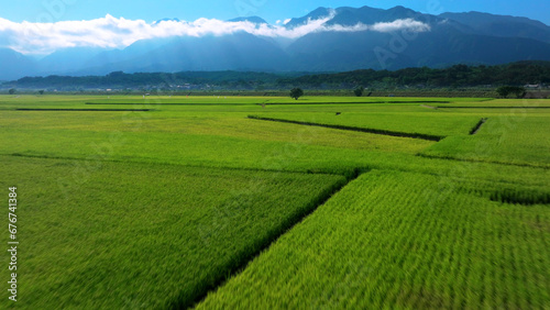 Aerial view rice fields in harvesting season at morning