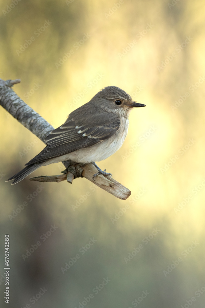 Spotted flycatcher at first light of an autumn day in a pine and oak forest Spotted flycatcher at first light of an autumn day in a pine and oak forest