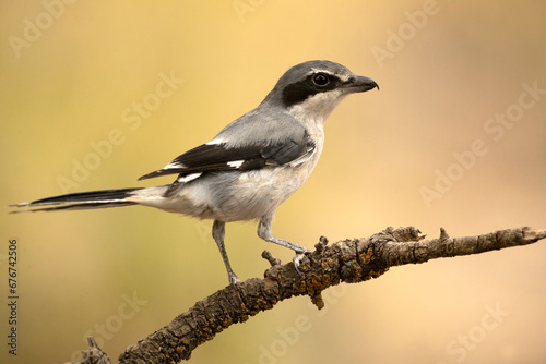 Southern gray shrike on its hunting perch within a Mediterranean oak and pine forest with the last light of a winter day