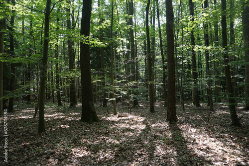 Linden trees in vienna woods in Pottenstein   