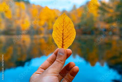 Close-up of a hand holding a yellow autumn leaf in sunlight with leaves in the background. Yedigoller  Bolu