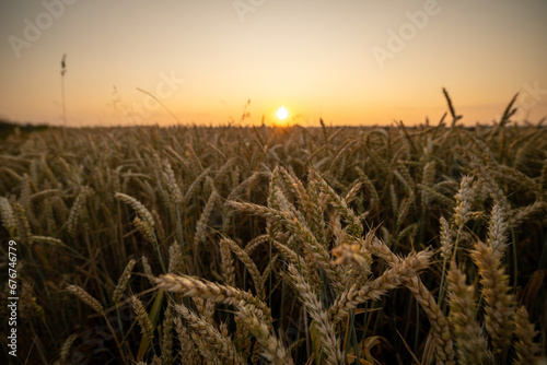 wheat field at sunset