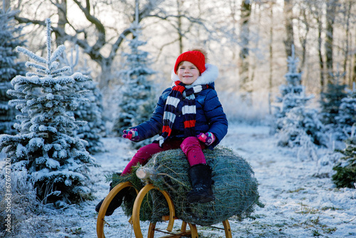 Happy little girl sitting on Christmas tree on sleigh. Cute preschool child on fir tree cutting plantation. Family choosing, cut and felling own xmas tree in forest, family tradition in Germany photo