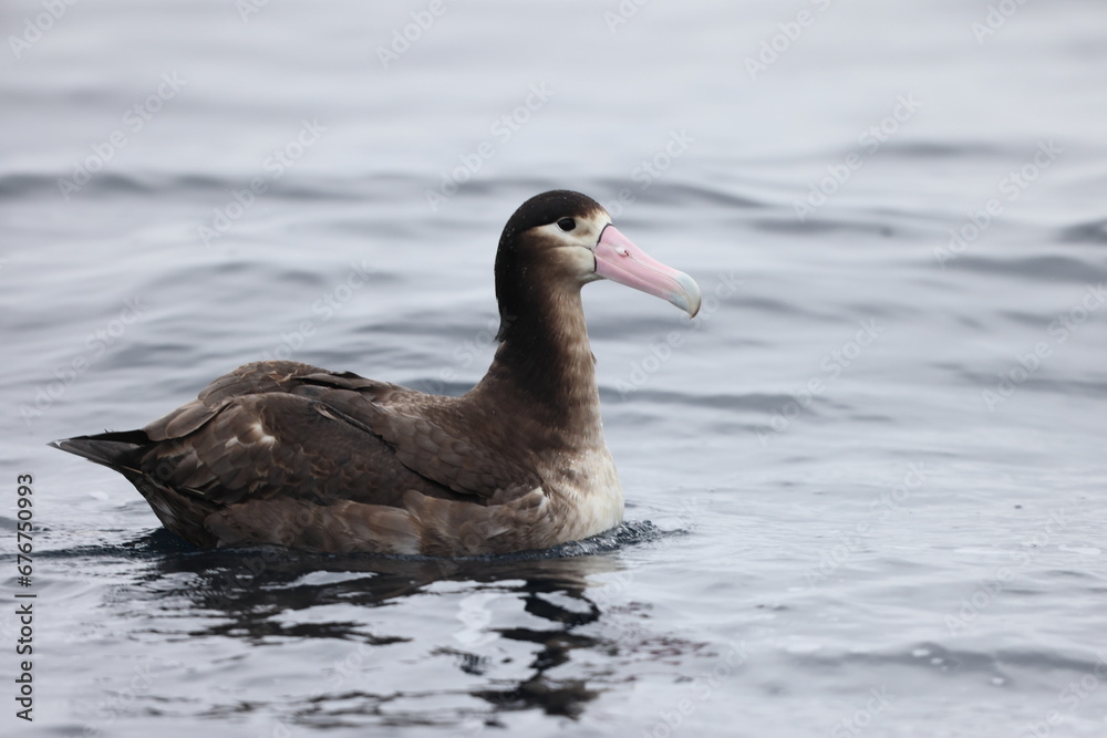Short-tailed albatross (Diomedea albatrus) in Japan