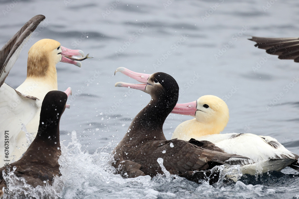 Fototapeta premium Short-tailed albatross (Diomedea albatrus) in Japan
