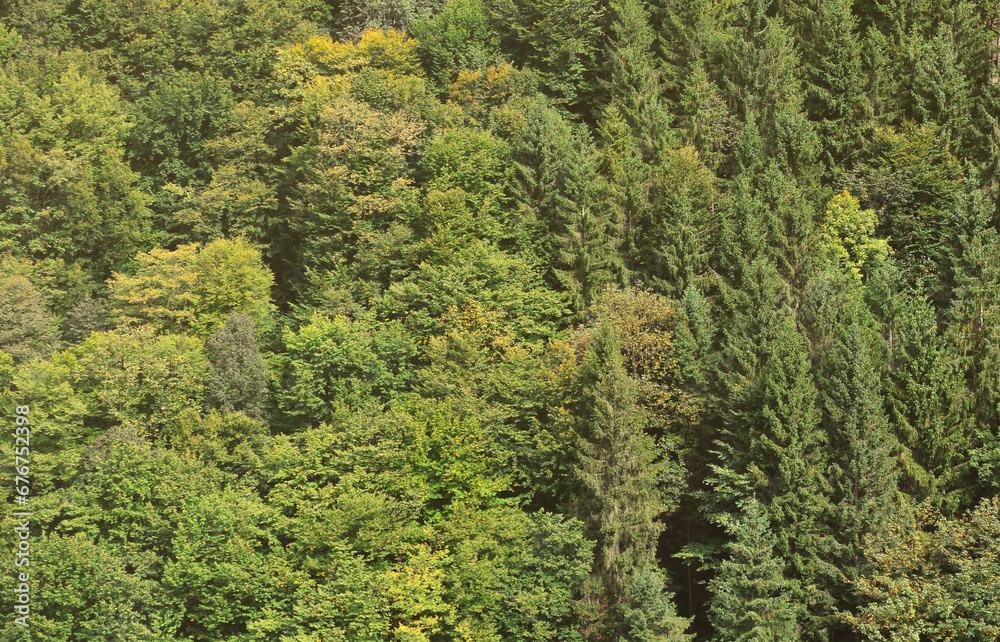 Texture of a mountain forest with many green trees. View from high Texture of a mountain forest with many green trees. View from high