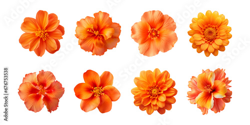 Collection of various orange flowers isolated on a transparent background