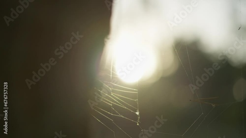 close up spider web is in sunset sun on tree in forest. sun flare is in frame. nature and wilderness beauty. Close up on shiny radials of a circular spider web orb on a leafy green bokeh background