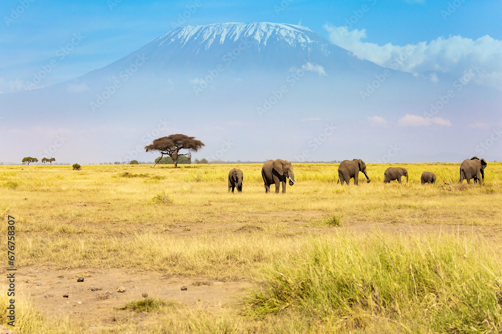 Fototapeta premium Herd of African elephants