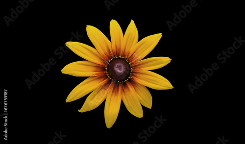 Echinacea 'Parrot' coneflower/ Echinacea 'Funky yellow' flower ring. Cut out. Single vibrant flower bloom